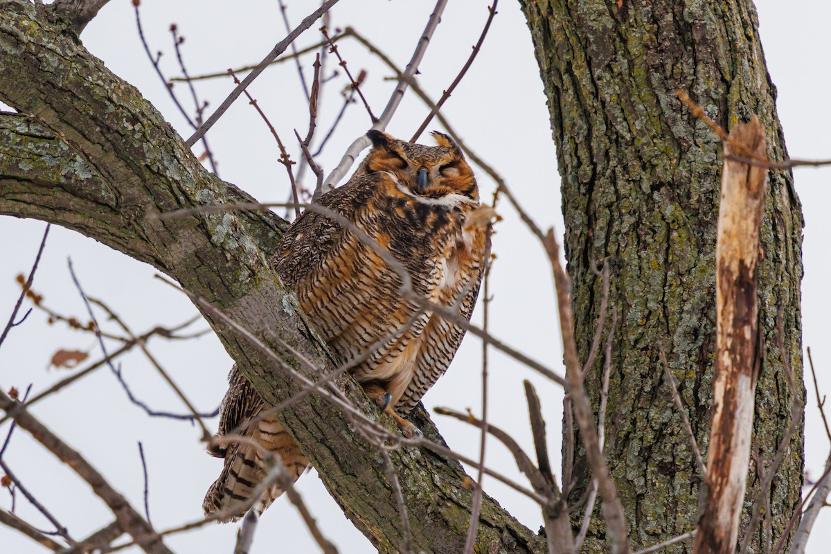 Great Horned Owl - ML646157775