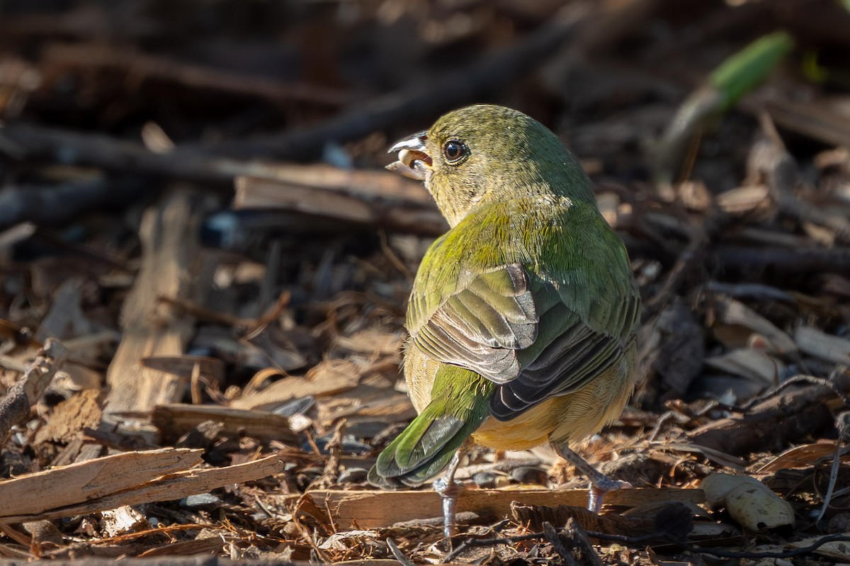Painted Bunting - ML646157776