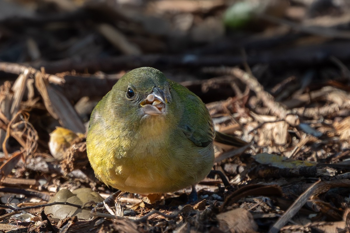 Painted Bunting - ML646157777