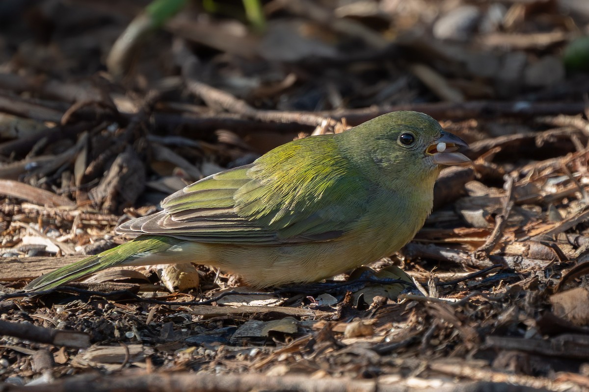 Painted Bunting - ML646157778