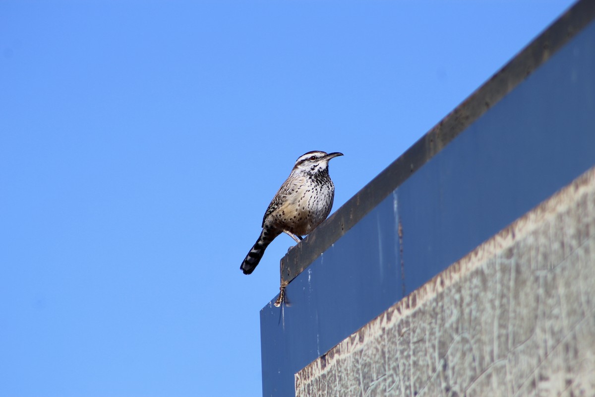 Cactus Wren - ML646157779