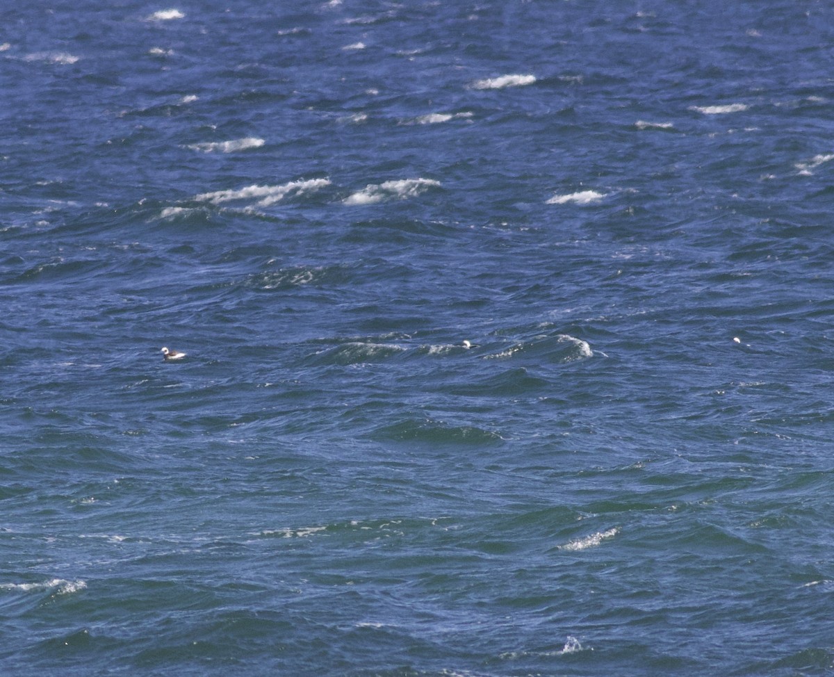 Long-tailed Duck - ML646157781