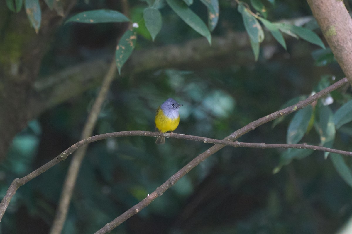 gråhodefluejeger - ML646157794