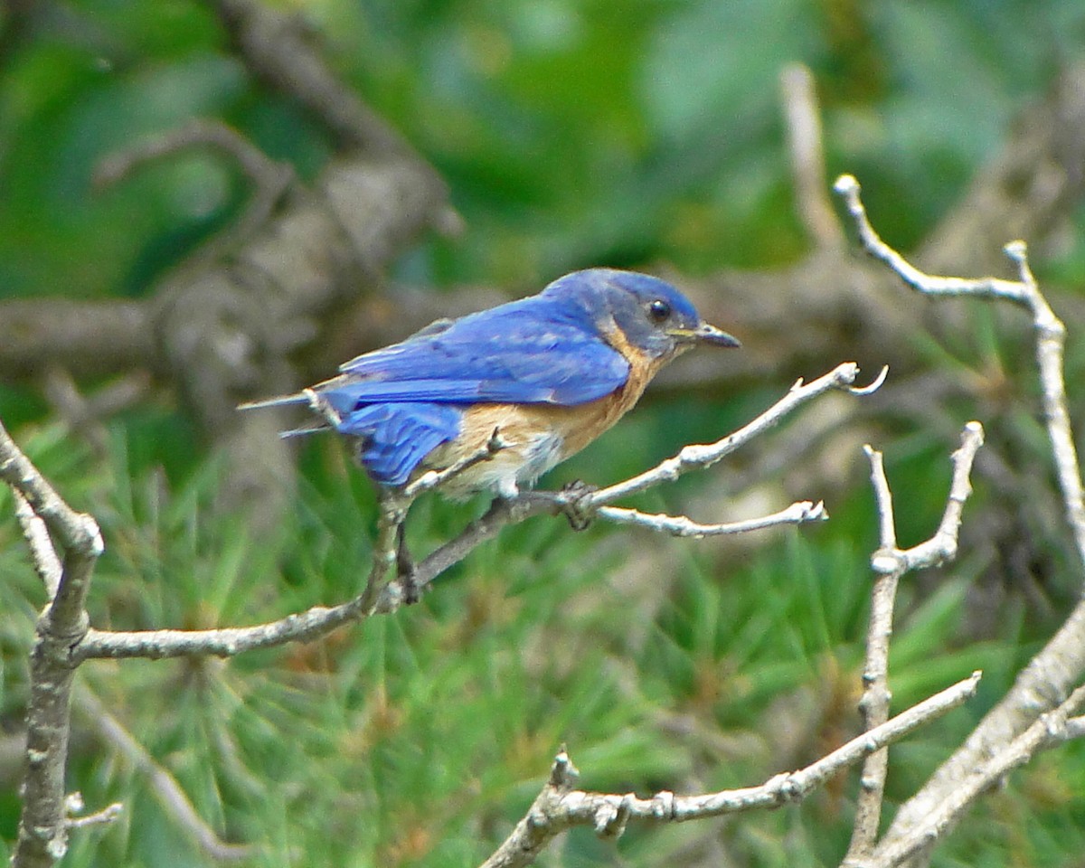 østblåfugl - ML646157798