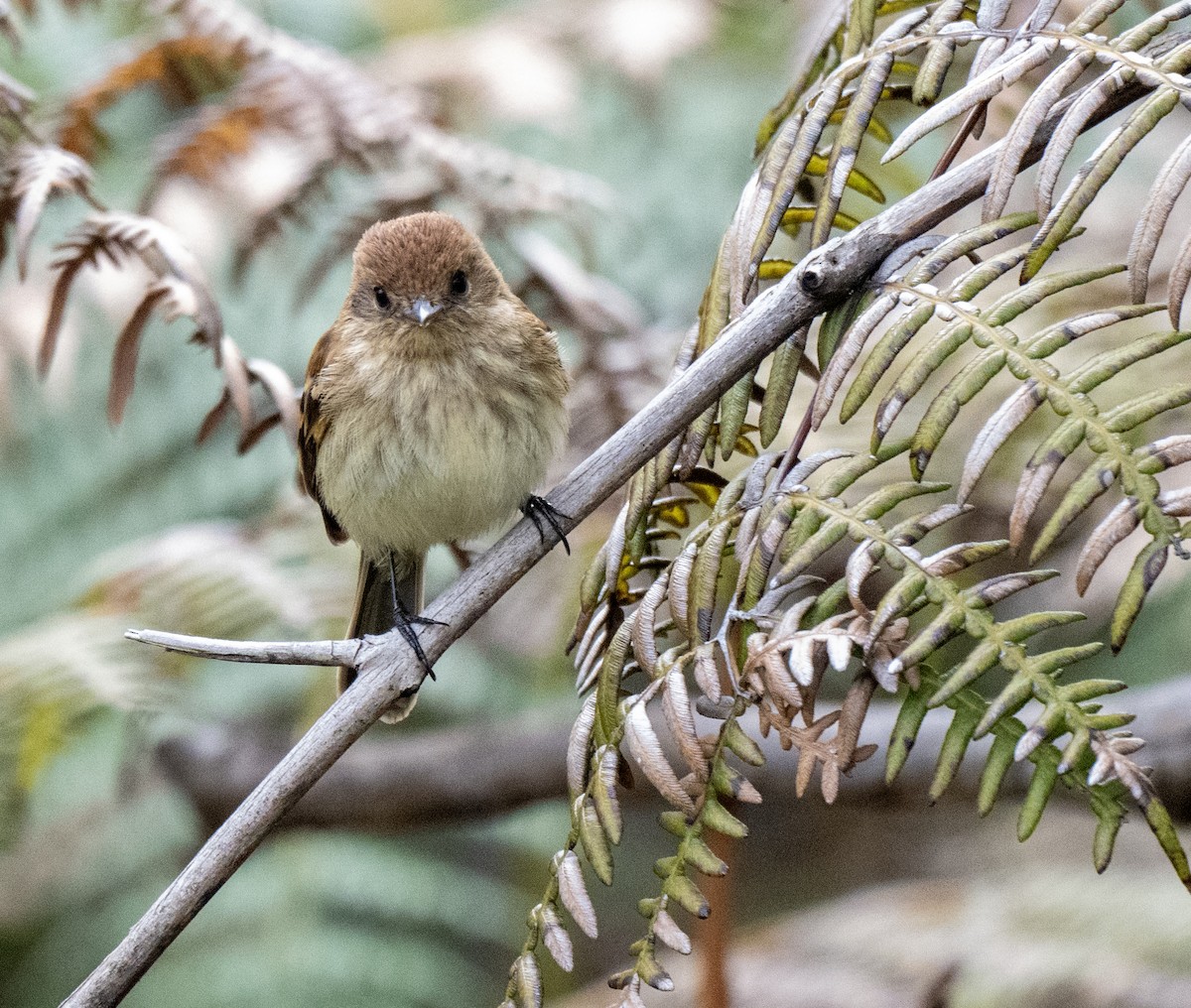 kjerrtyrann - ML646157802