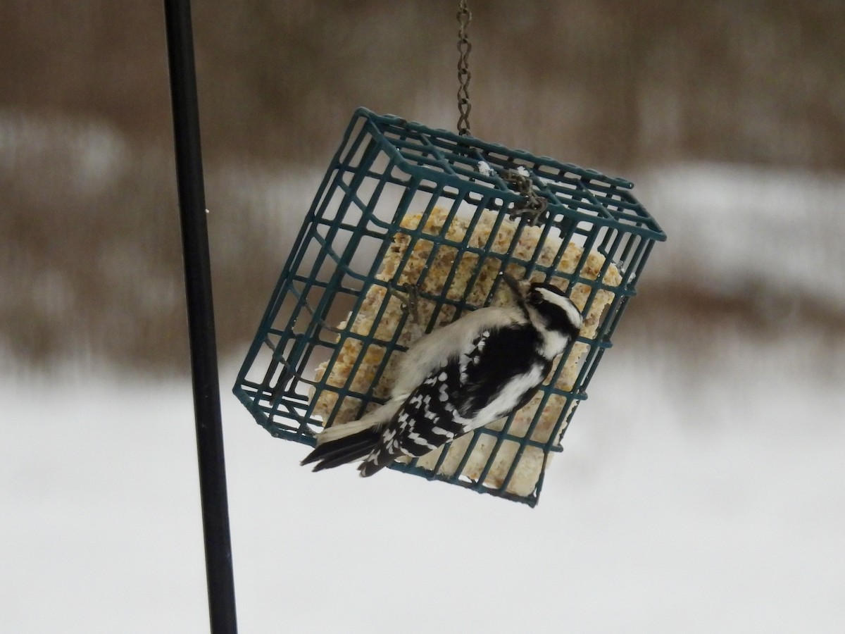 dunspett - ML646157810