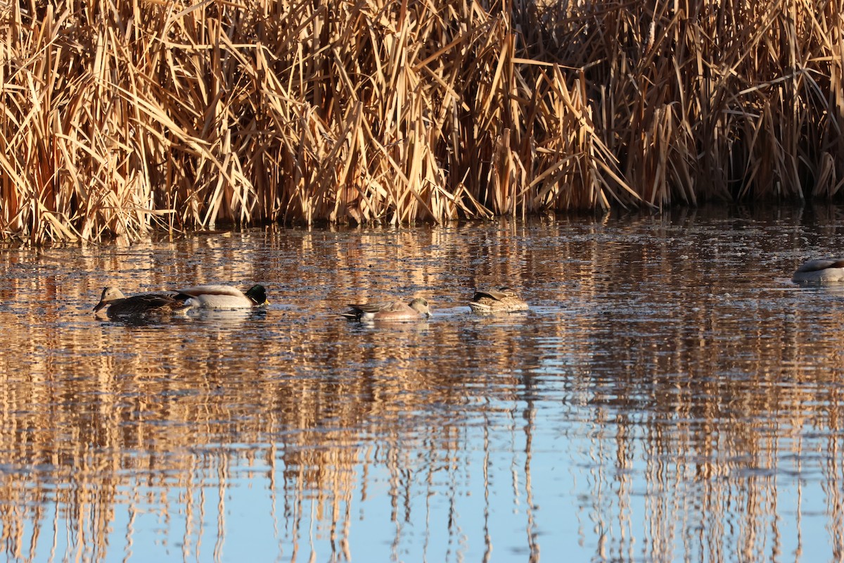 amerikablesand - ML646157812