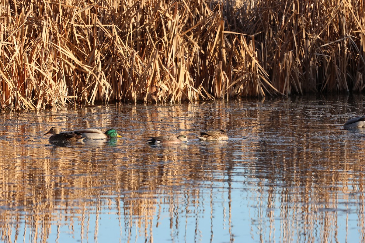 amerikablesand - ML646157813