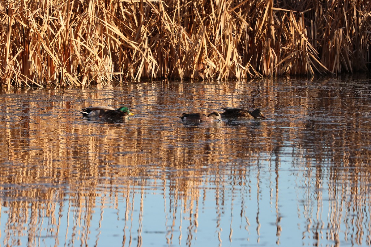 amerikablesand - ML646157816