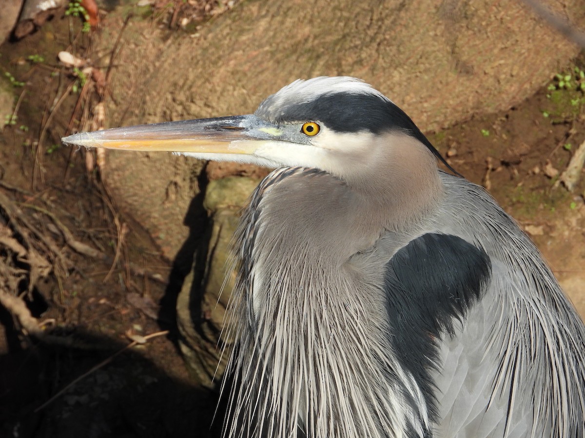 herodiashegre - ML646157822