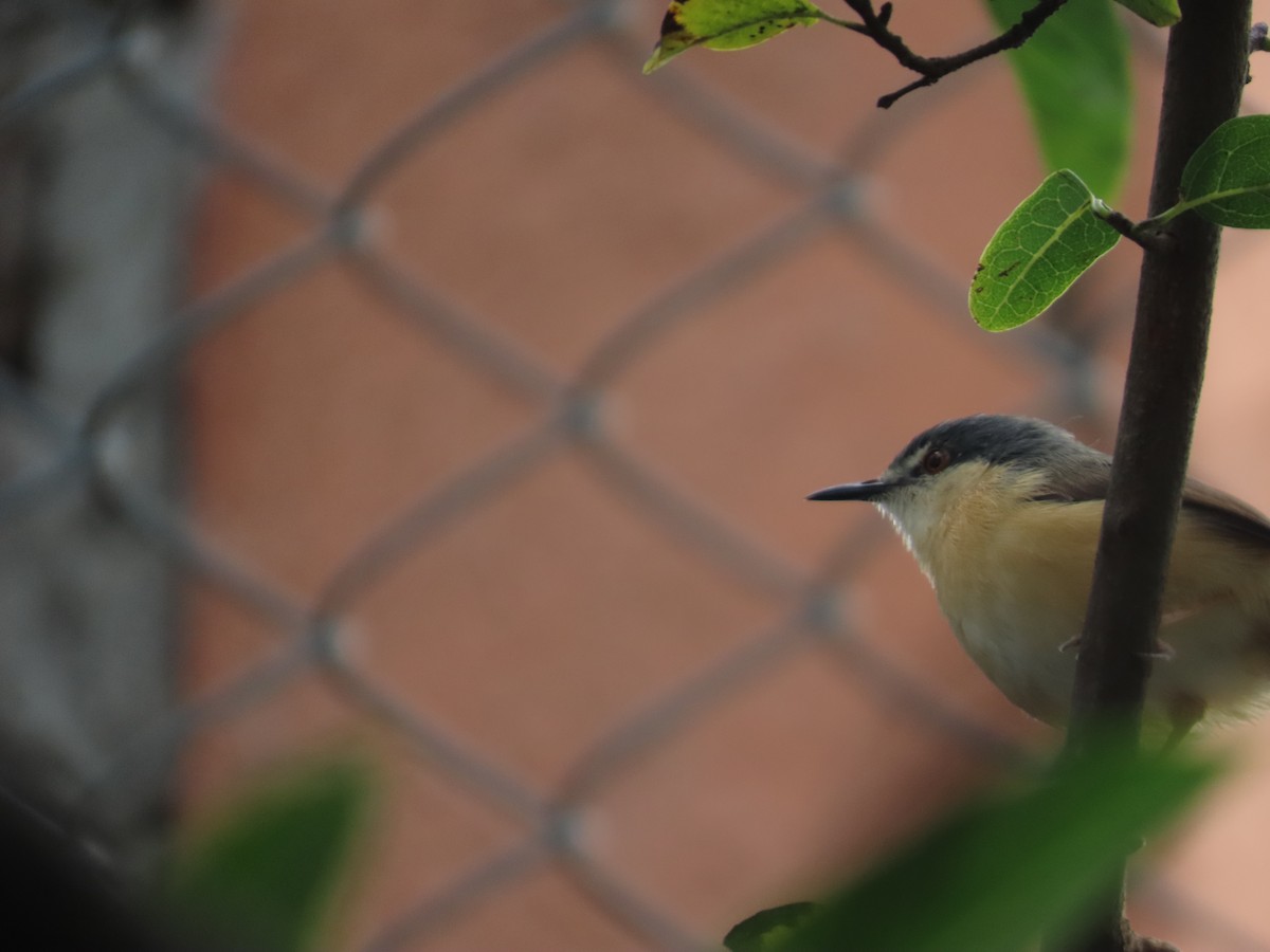 askeprinia - ML646157823