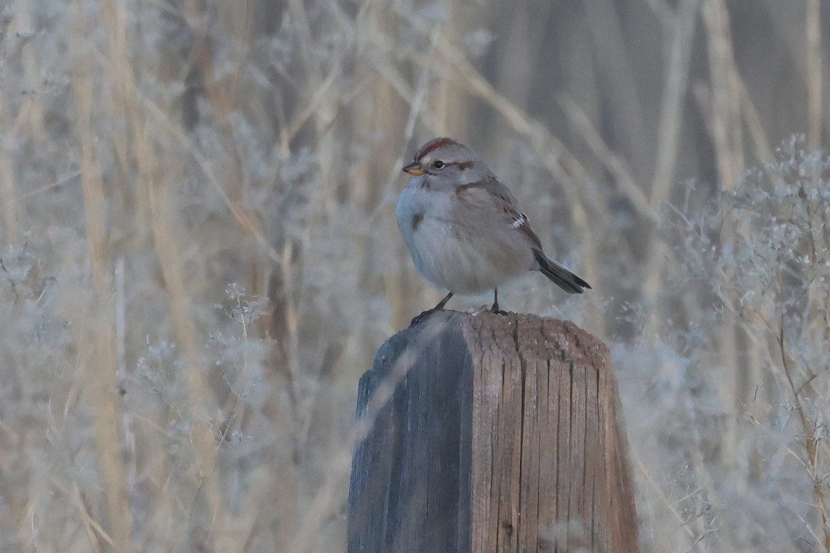 American Tree Sparrow - ML646157825