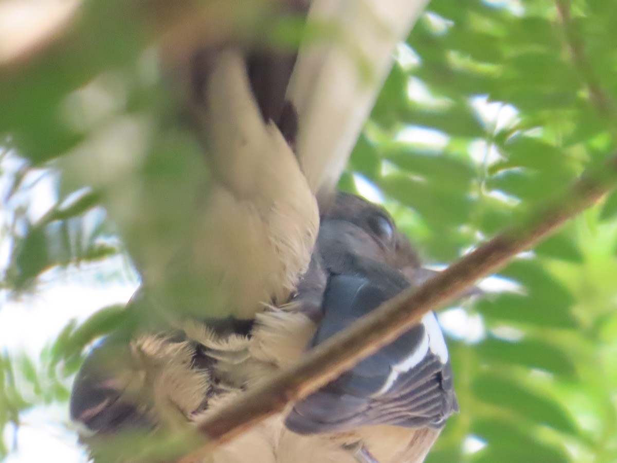 orientskjæreskvett - ML646157827