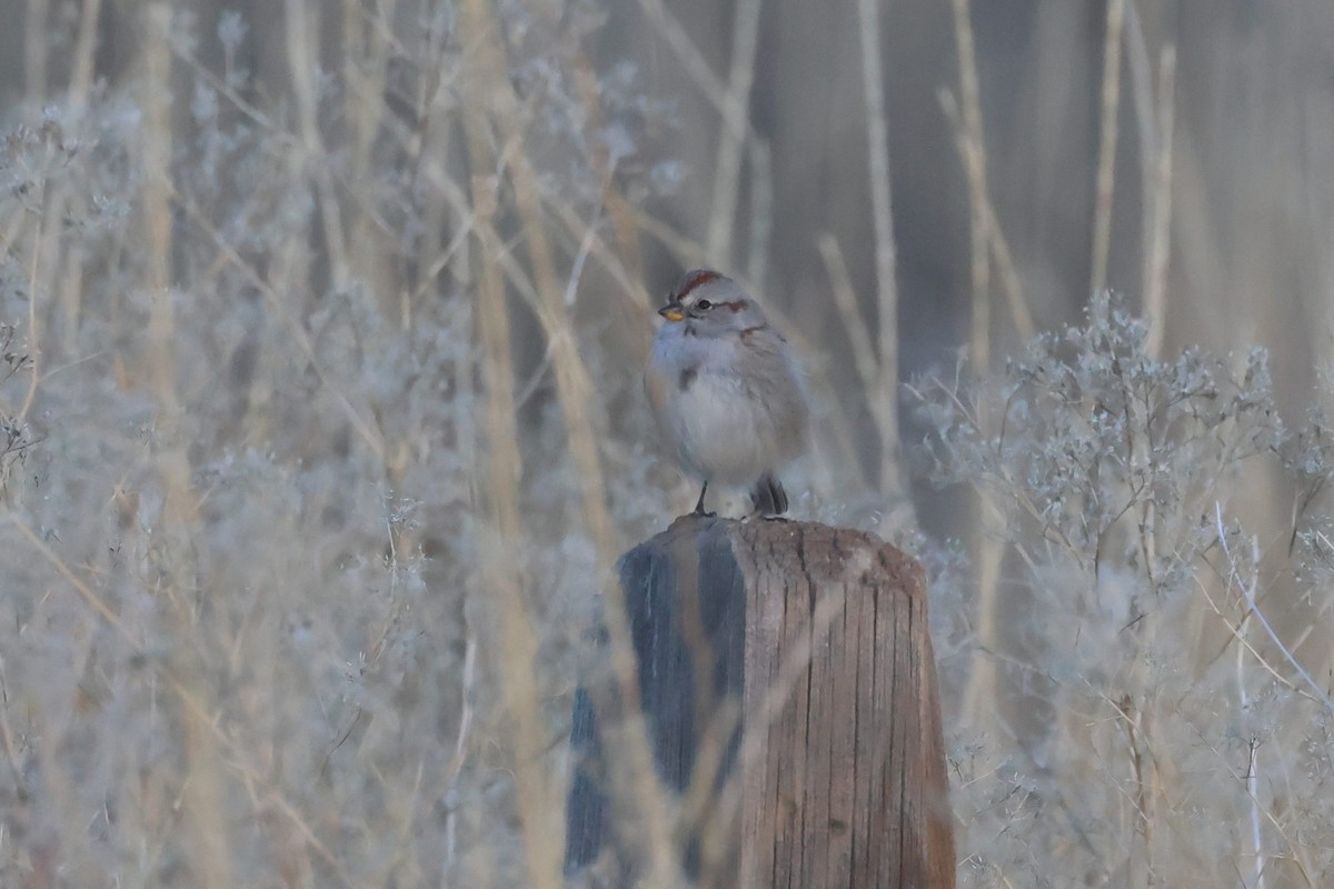 American Tree Sparrow - ML646157830