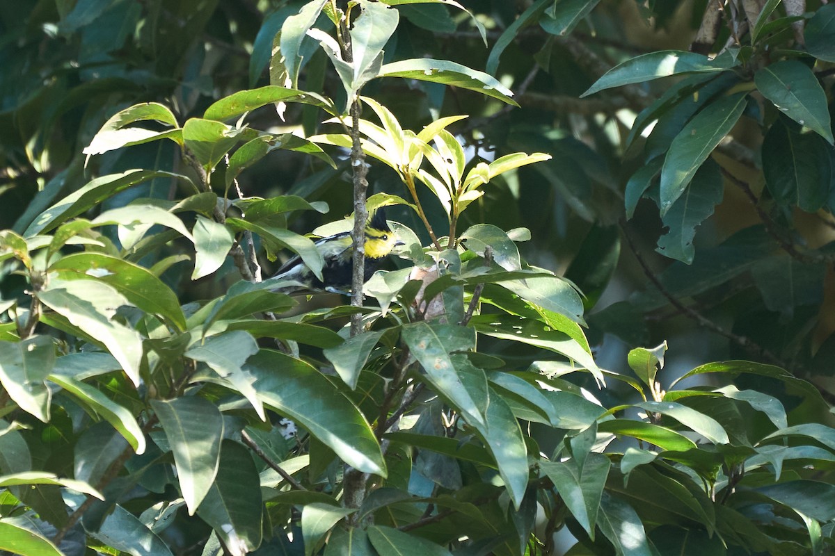 gulkinnmeis - ML646157831