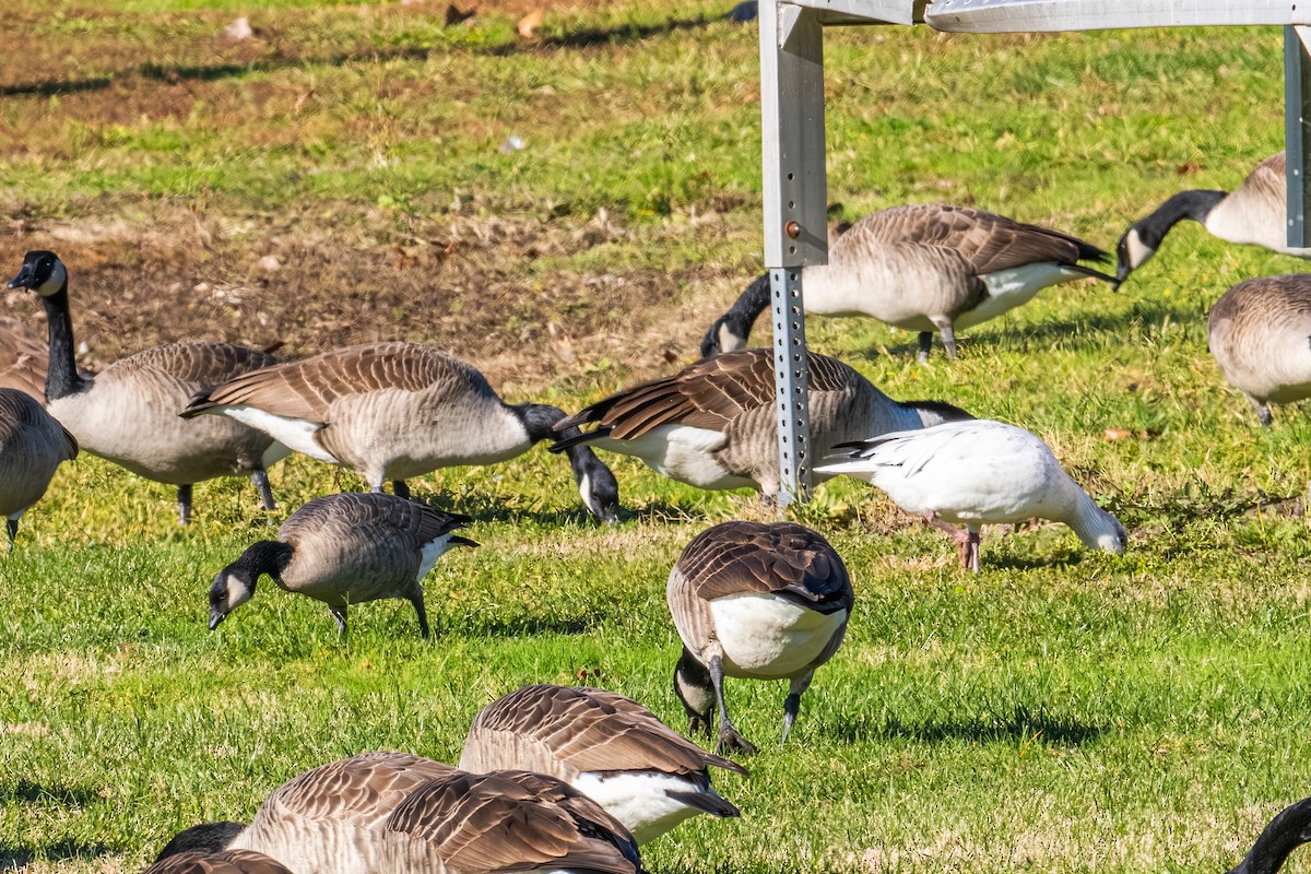 eskimogås - ML646157835