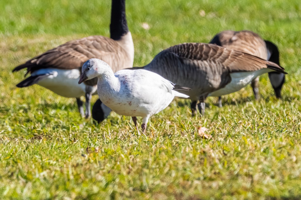 eskimogås - ML646157837