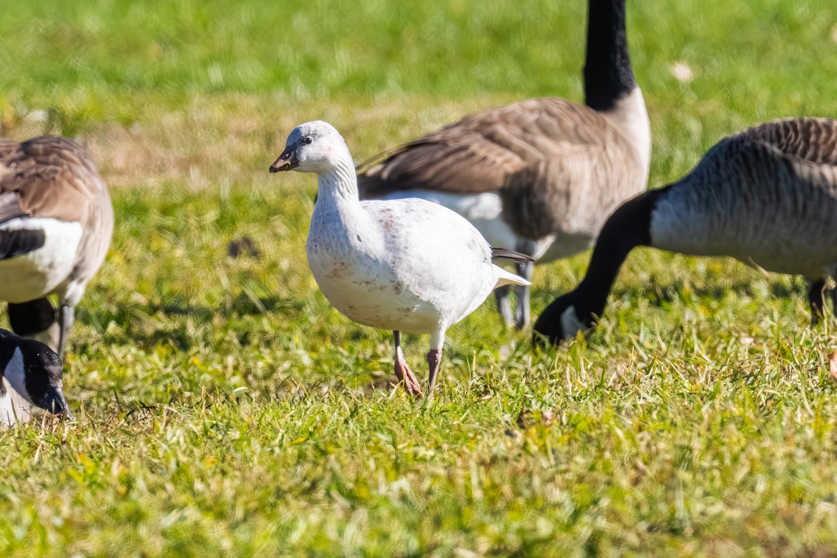 eskimogås - ML646157838