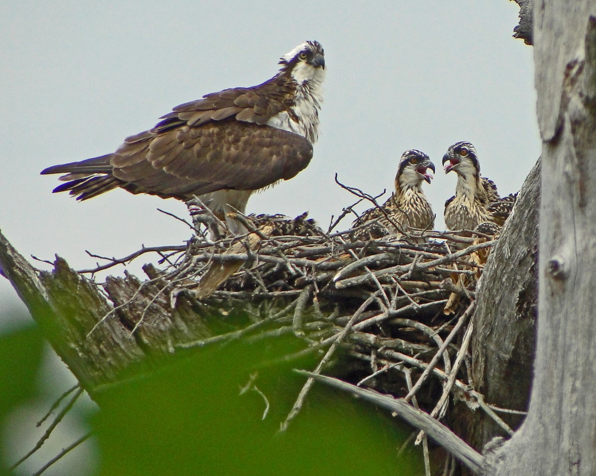 Osprey - ML646157842