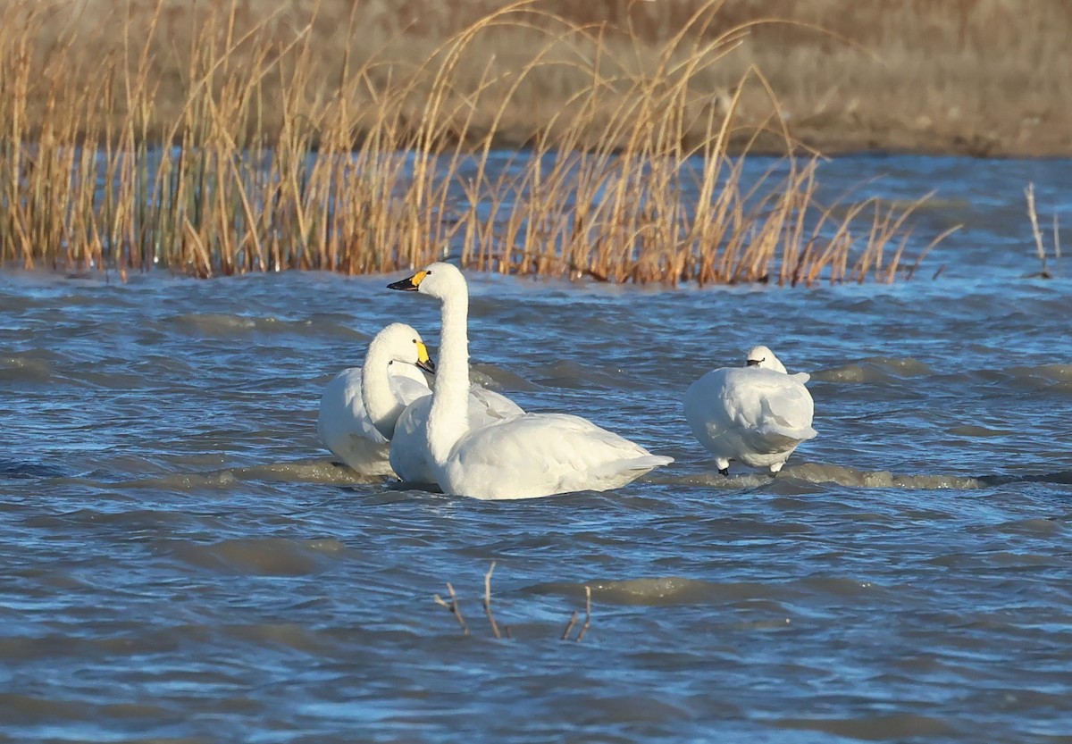 Tundra Swan (Bewick's) - ML646157843