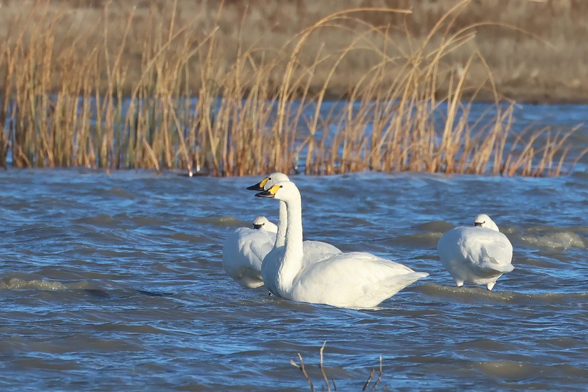 Tundra Swan (Bewick's) - ML646157844