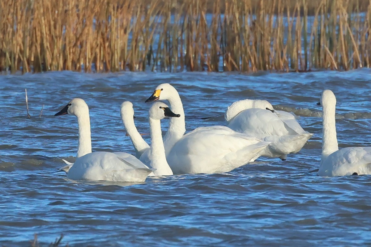 Tundra Swan (Bewick's) - ML646157845