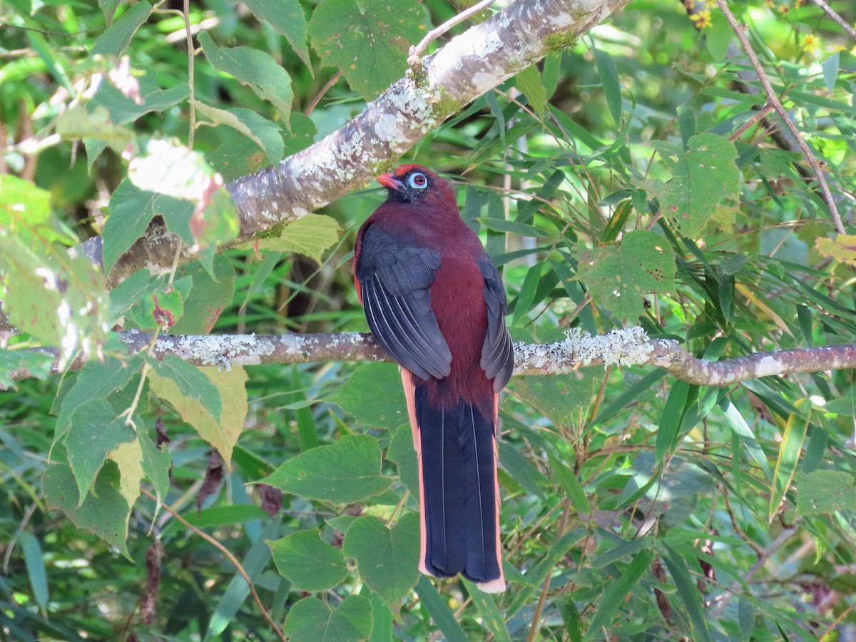 Ward's Trogon - ML646157847