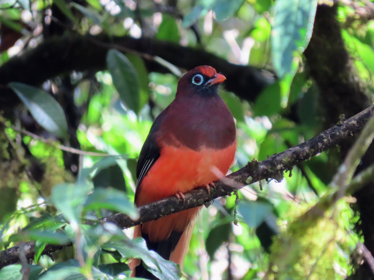 Ward's Trogon - ML646157853