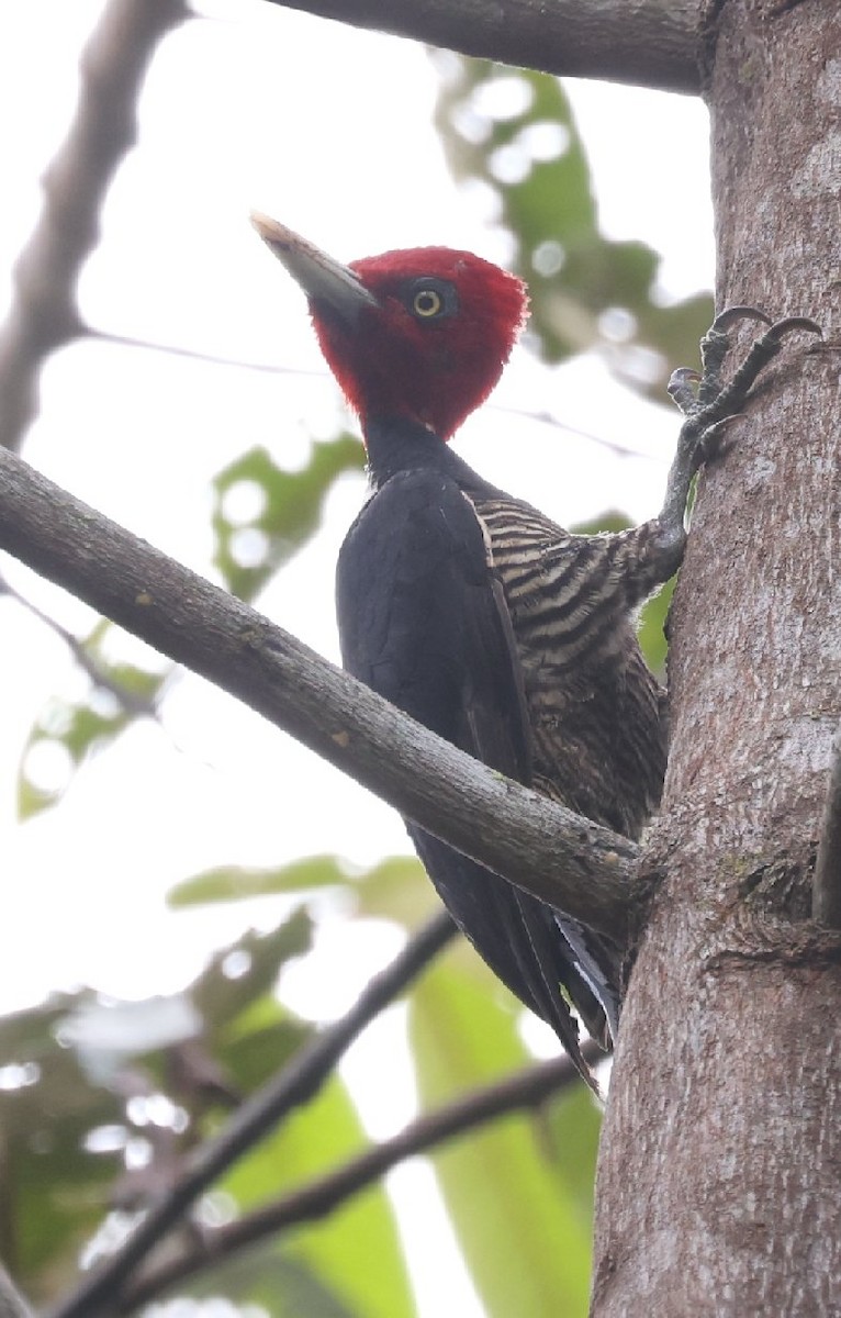 Pale-billed Woodpecker - ML646157857