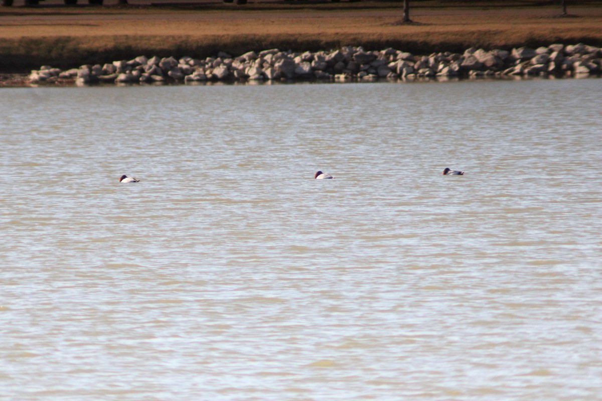 Fuligule à dos blanc - ML646157858