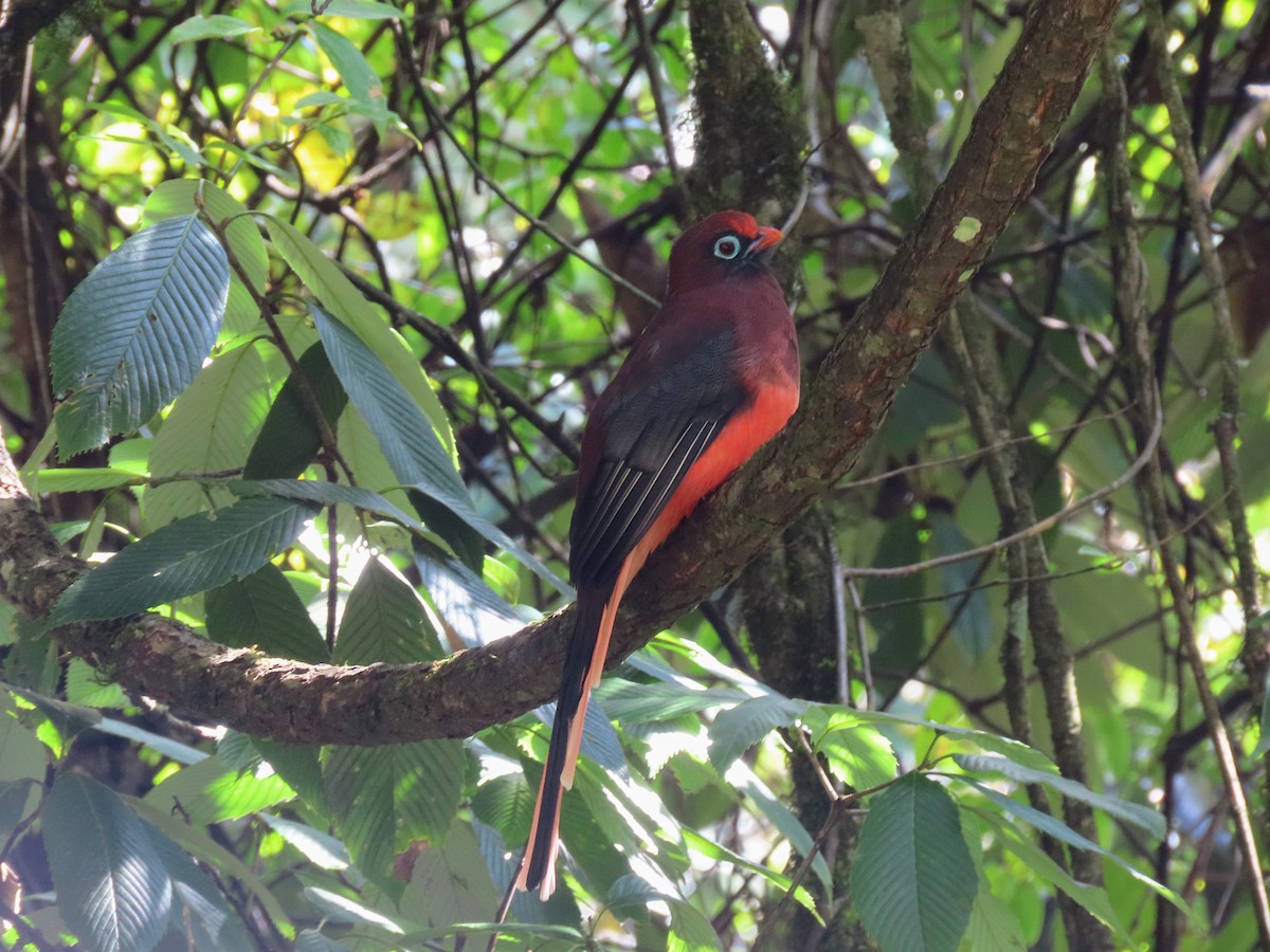 Ward's Trogon - ML646157860