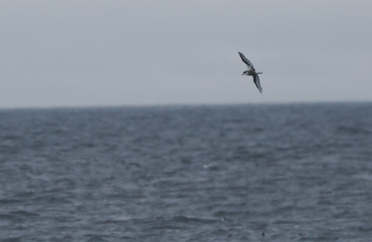 Petrel Moteado - ML646157862