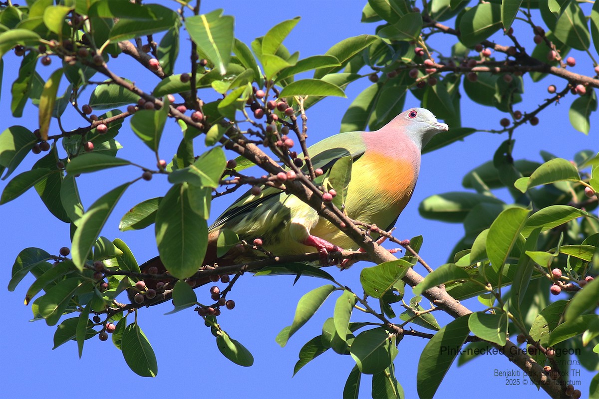 Pink-necked Green-Pigeon - ML646157863