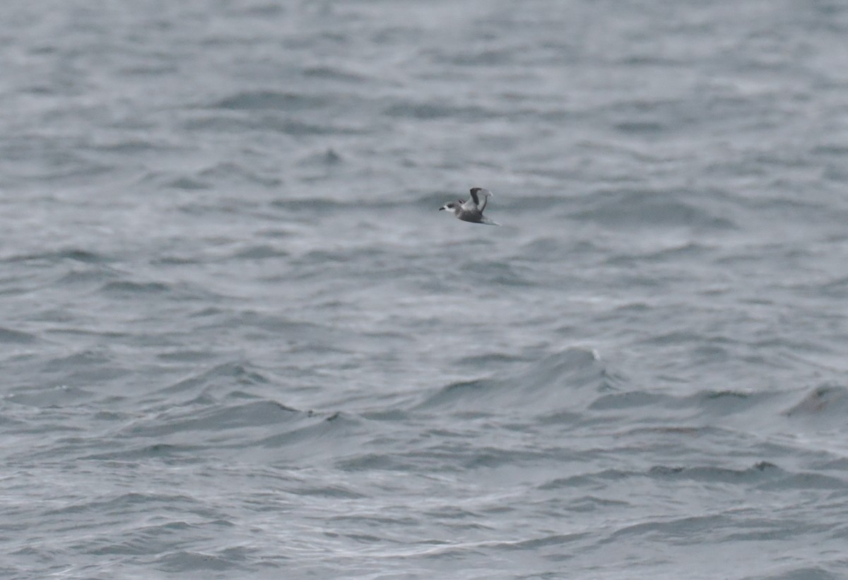 Petrel Moteado - ML646157866