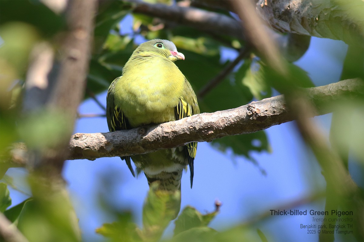 ハシブトアオバト - ML646157867