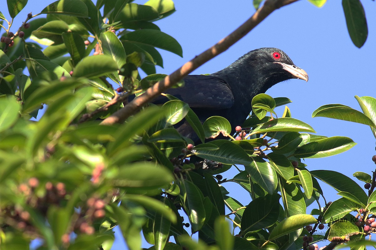 Asian Koel - ML646157868