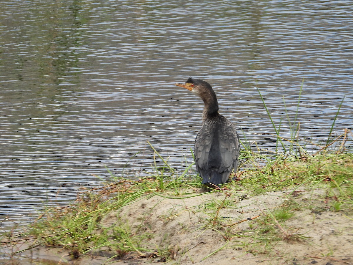 Riedscharbe - ML646157871