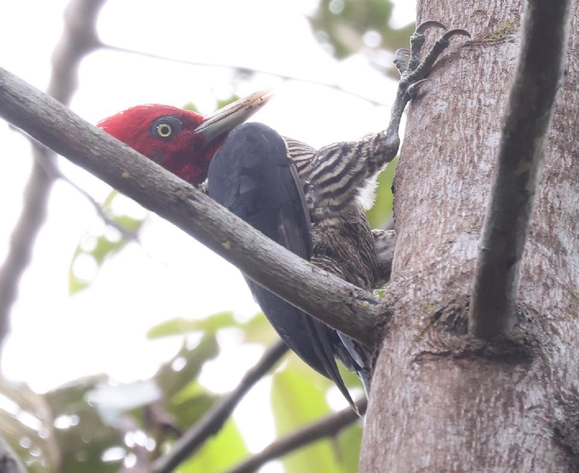 Pale-billed Woodpecker - ML646157872
