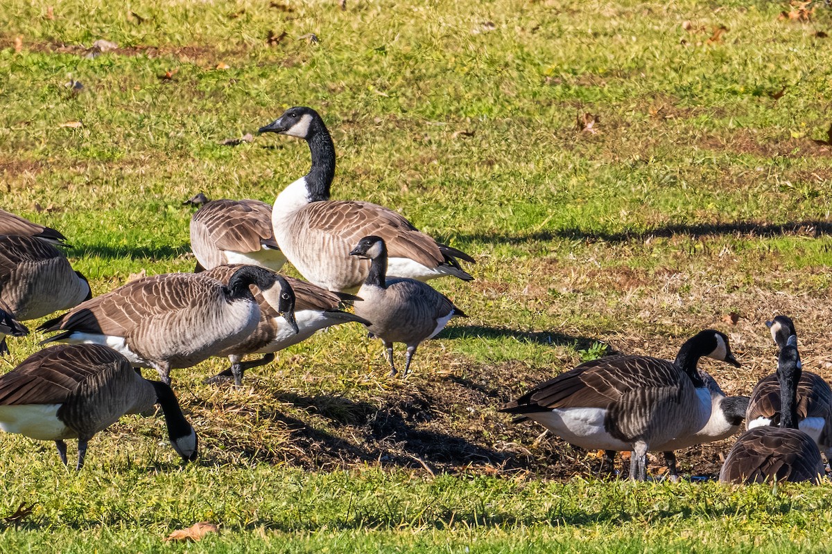 シジュウカラガン - ML646157873