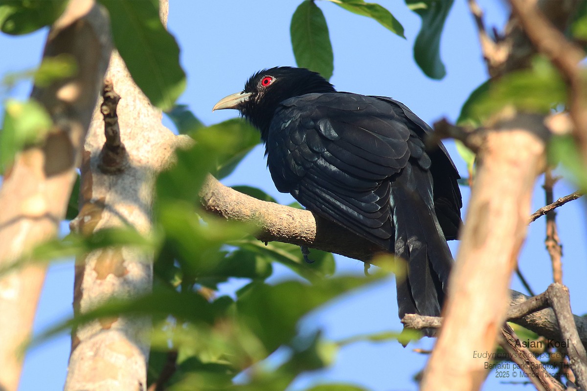 Asian Koel - ML646157874