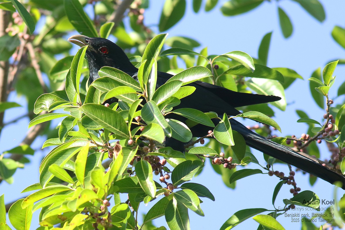 Asian Koel - ML646157875