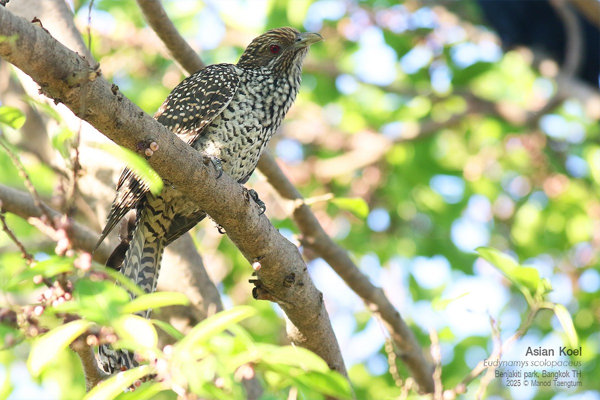 Asian Koel - ML646157877