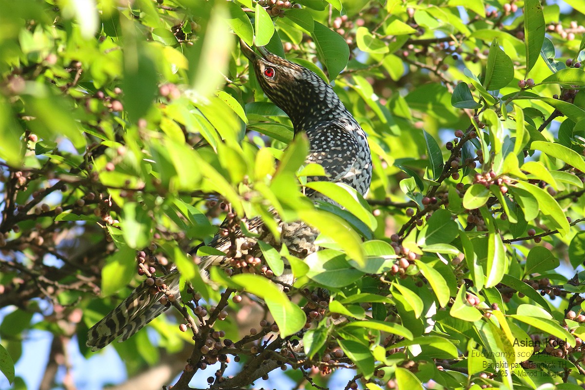 Asian Koel - ML646157878