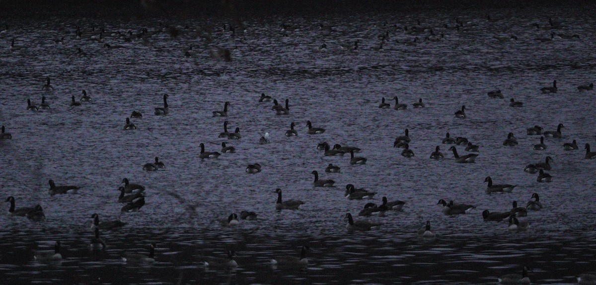 Snow Goose - ML646157883