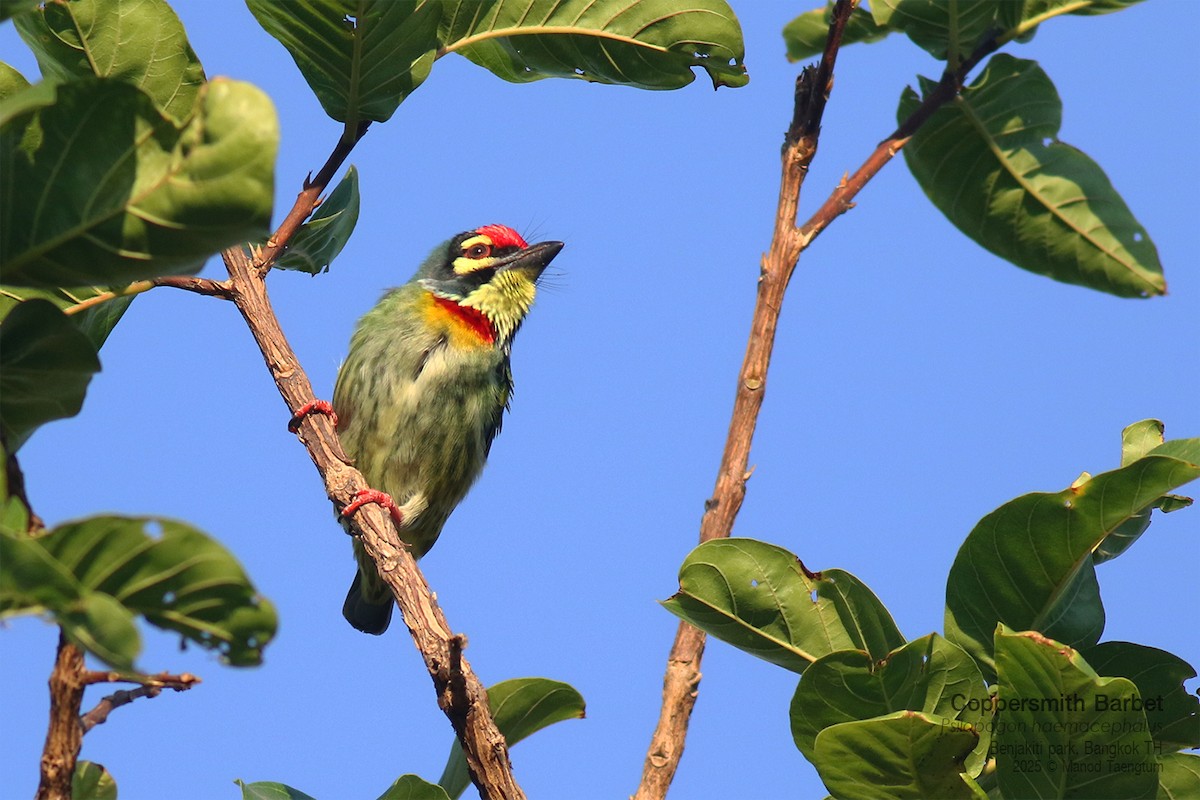 Coppersmith Barbet (Western Yellow-faced) - ML646157884