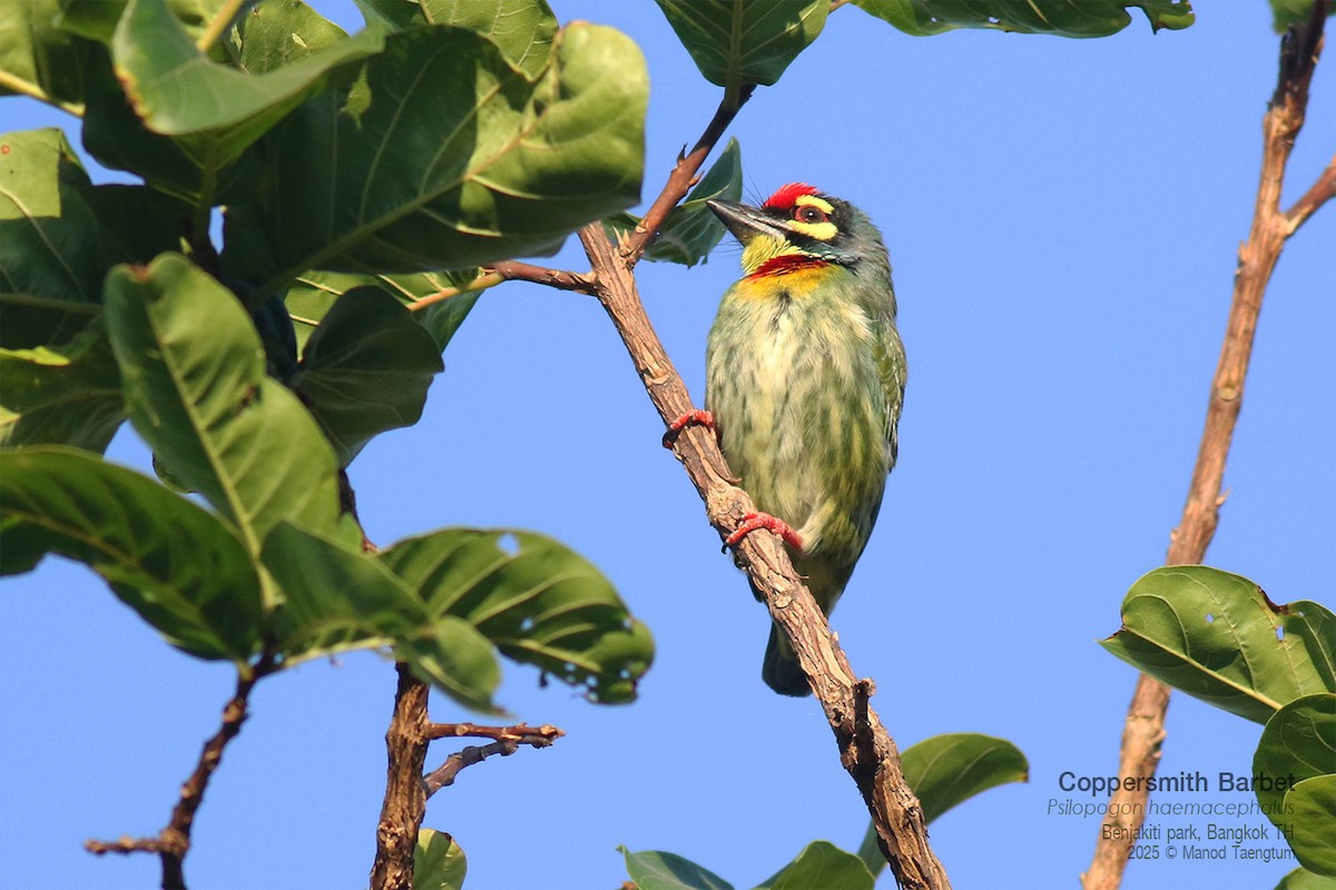 Coppersmith Barbet (Western Yellow-faced) - ML646157885