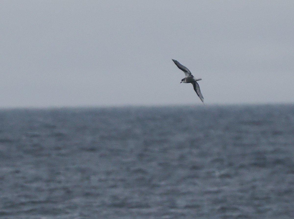 Petrel Moteado - ML646157886