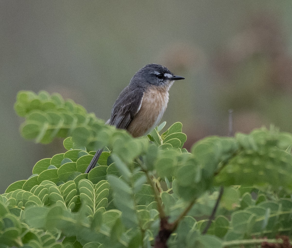 Gray-backed Tachuri - ML646157887