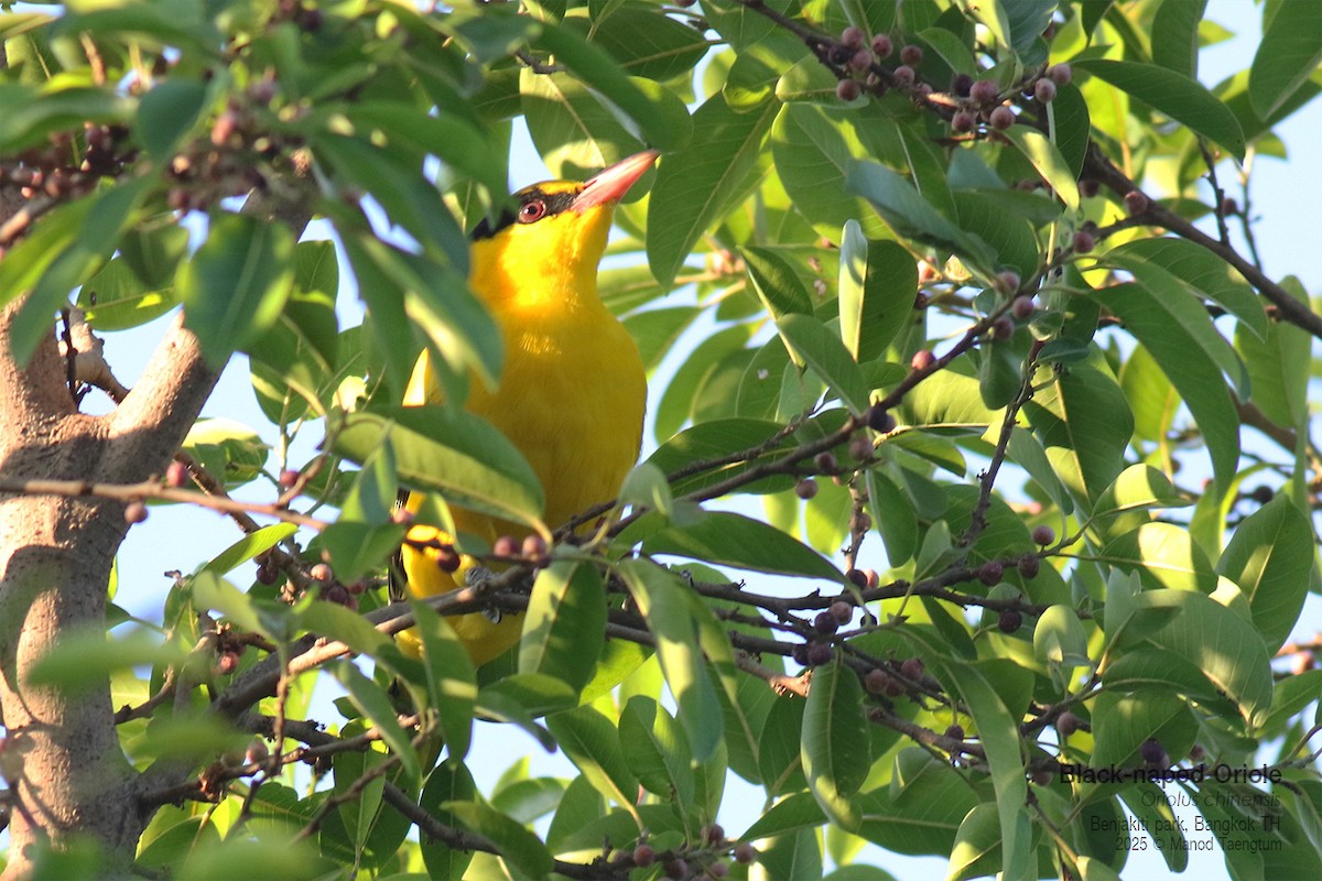 Black-naped Oriole - ML646157890