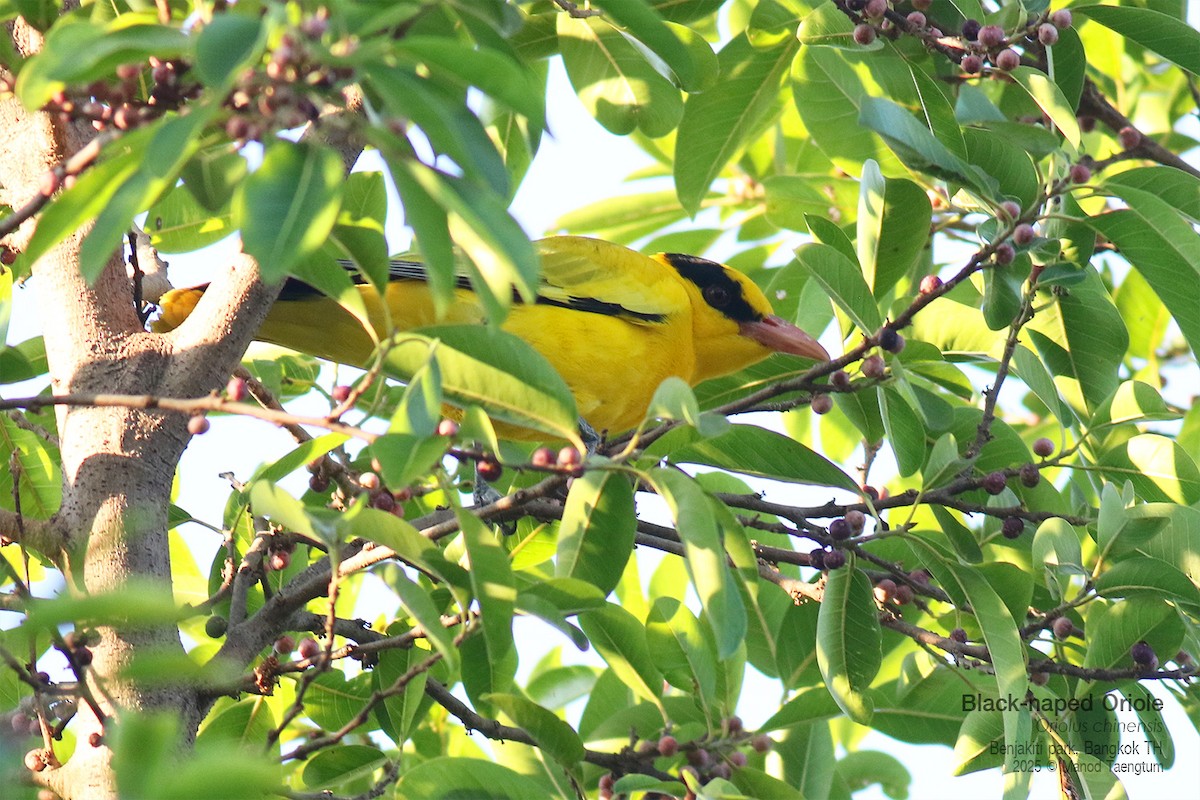 Black-naped Oriole - ML646157891